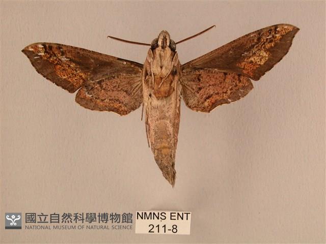 斜線天蛾藏品圖，第2張