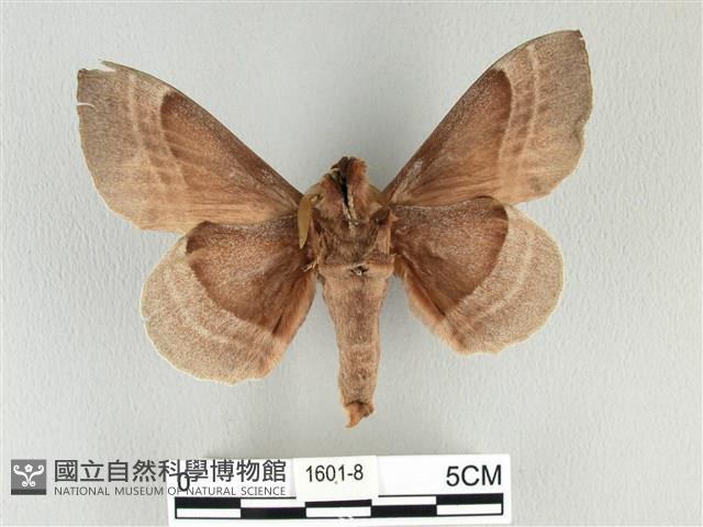 松大毛蟲藏品圖，第2張