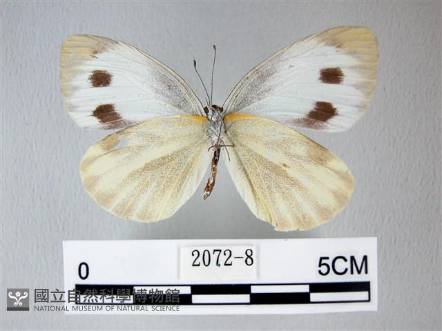 緣點白粉蝶藏品圖，第2張
