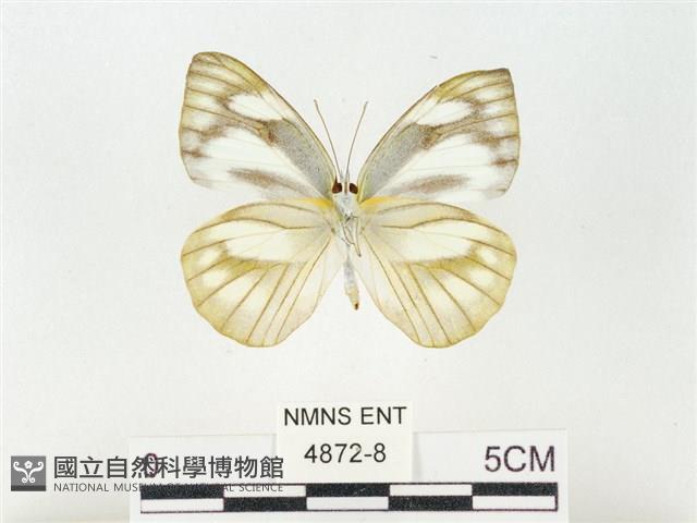 鑲邊尖粉蝶藏品圖，第2張