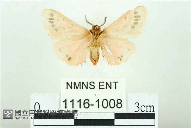 三條橙燈蛾藏品圖，第2張