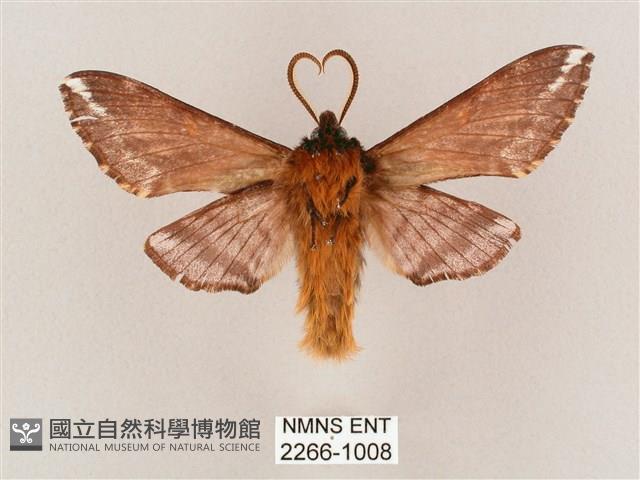 井上氏絨毛天蛾藏品圖，第2張