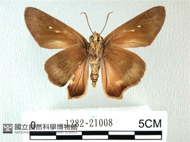 長翅弄蝶藏品圖，第2張