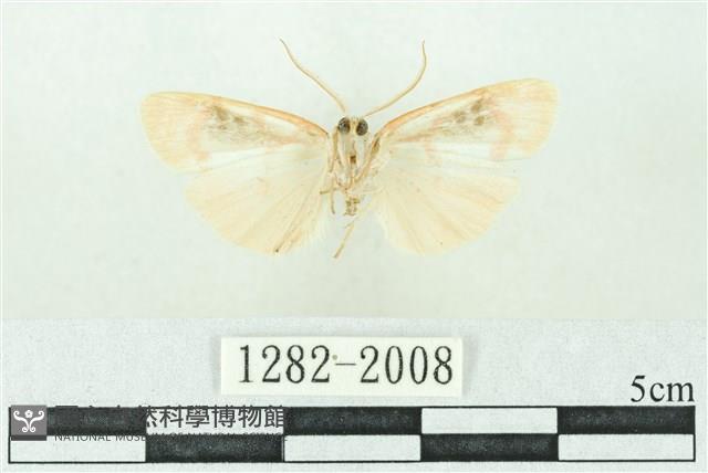 臺雪苔蛾藏品圖，第2張