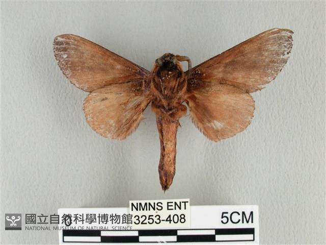 大褐斑枯葉蛾藏品圖，第2張