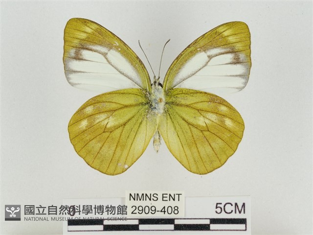 淡褐脈粉蝶藏品圖，第2張
