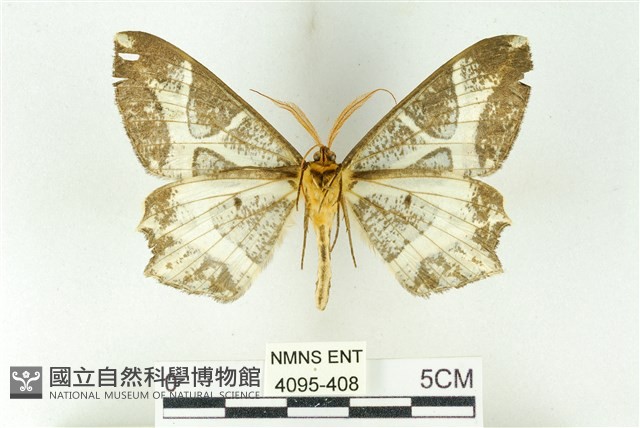 樹形尺蛾藏品圖，第2張