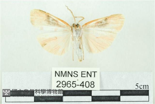 臺雪苔蛾藏品圖，第2張