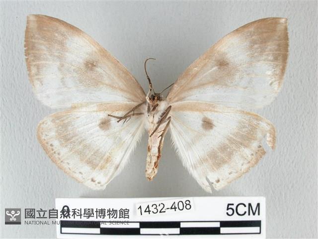 圓翅大鉤蛾藏品圖，第2張