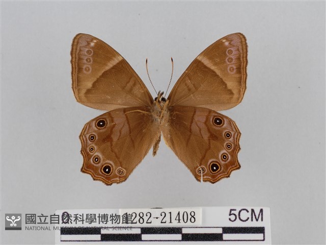 深山黛眼蝶藏品圖，第2張