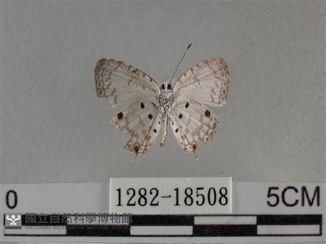 黑星灰蝶藏品圖，第2張