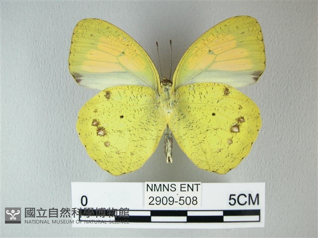 異粉蝶、雌白黃蝶藏品圖，第2張