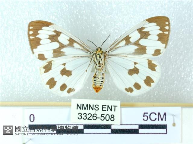 粉蝶燈蛾藏品圖，第2張