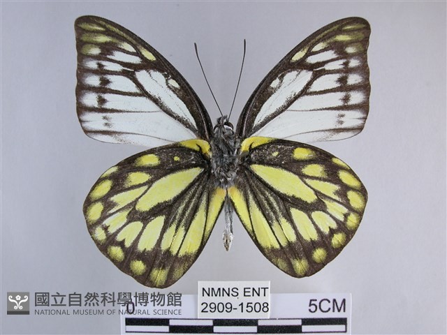 鋸粉蝶藏品圖，第2張