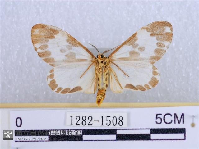 後凸蝶燈蛾藏品圖，第2張