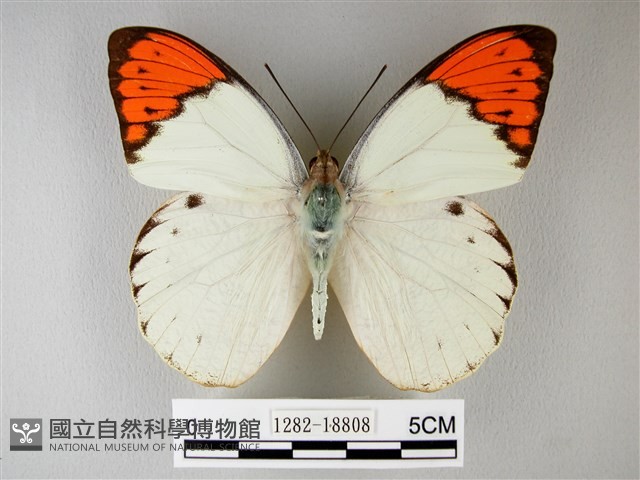 橙端粉蝶、端紅蝶藏品圖，第2張