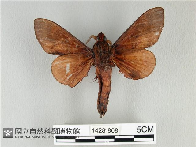 大褐斑枯葉蛾藏品圖，第2張