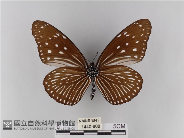 異紋紫斑蝶藏品圖，第2張