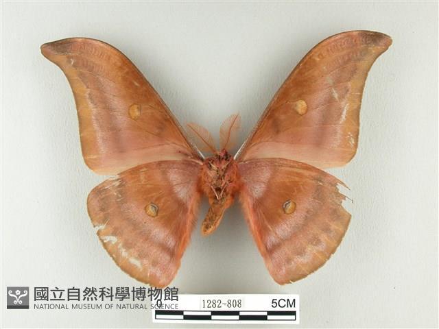 紅目天蠶蛾藏品圖，第2張