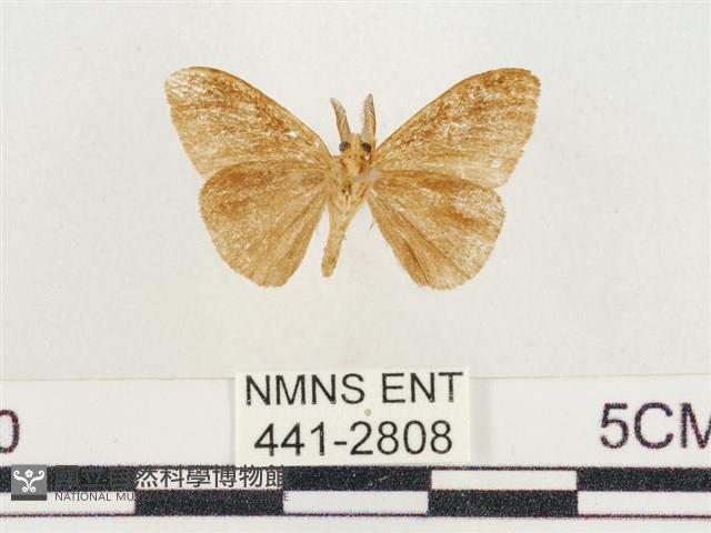 小白紋毒蛾藏品圖，第2張
