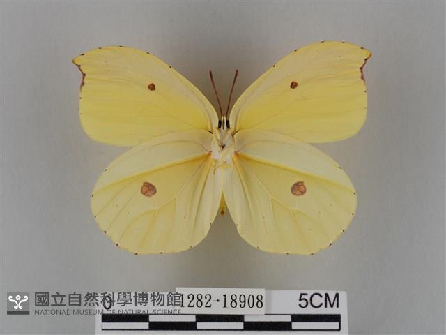 圓翅鉤粉蝶藏品圖，第2張