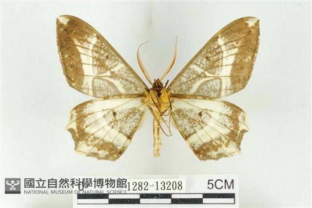 樹形尺蛾藏品圖，第2張