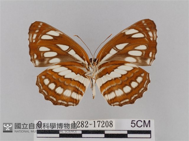 豆環蛺蝶藏品圖，第2張