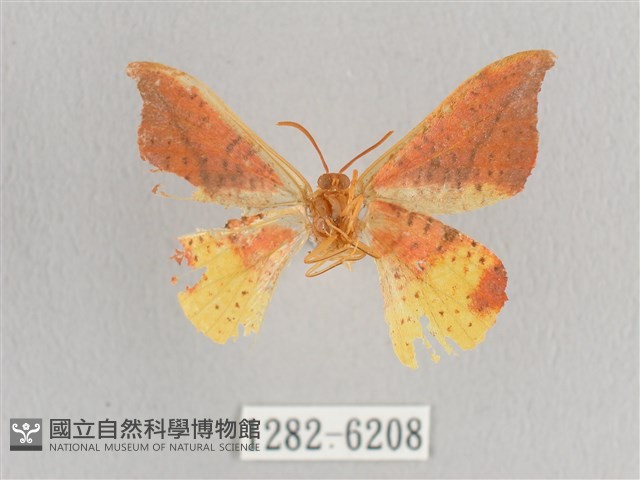 銀端帶鉤蛾藏品圖，第2張