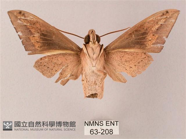 直翅斜紋天蛾藏品圖，第2張