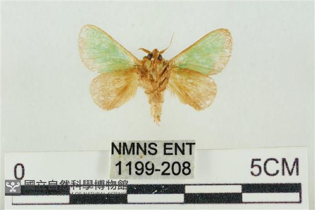 素木綠刺蛾藏品圖，第2張