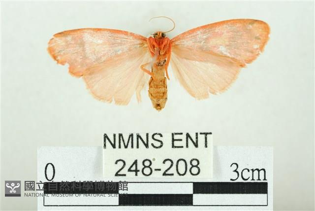 三色豔苔蛾藏品圖，第2張