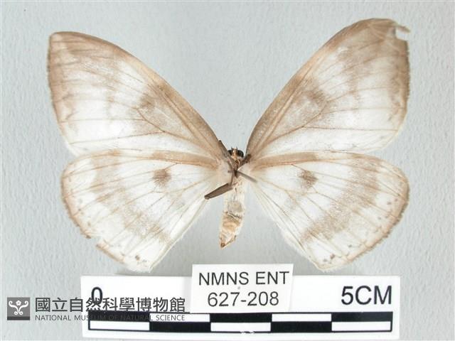圓翅大鉤蛾藏品圖，第2張