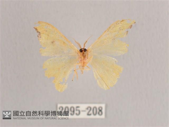 彎黑黃鉤蛾藏品圖，第2張