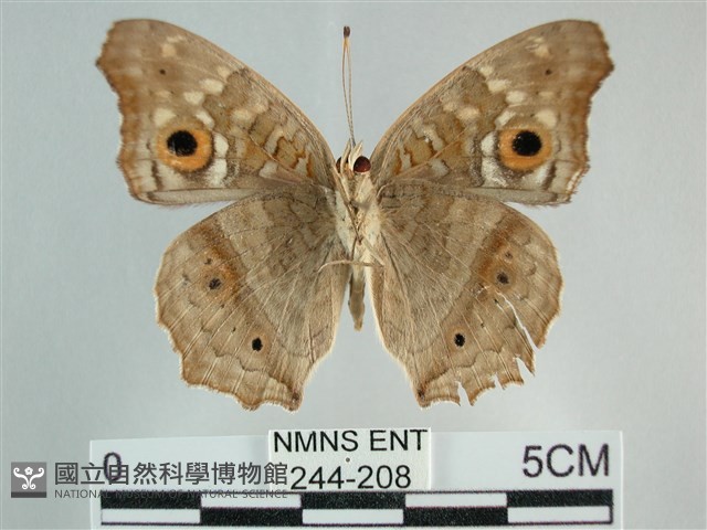 鱗紋眼蛺蝶藏品圖，第2張