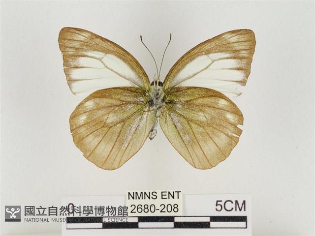 淡褐脈粉蝶藏品圖，第2張