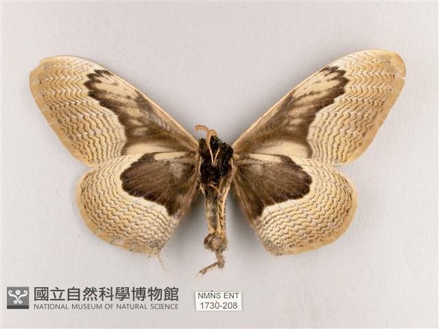 枯球籮紋蛾藏品圖，第2張