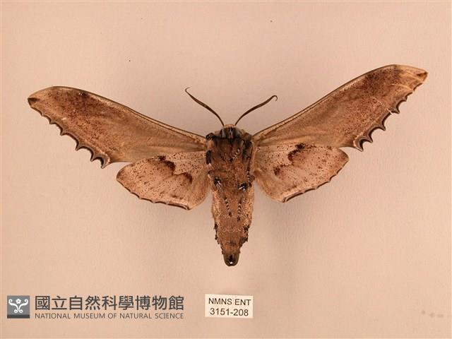 臺灣鋸翅天蛾藏品圖，第2張