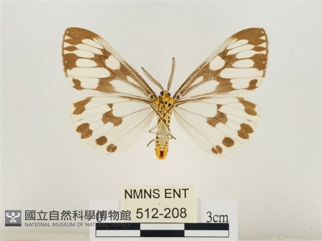 粉蝶燈蛾藏品圖，第2張