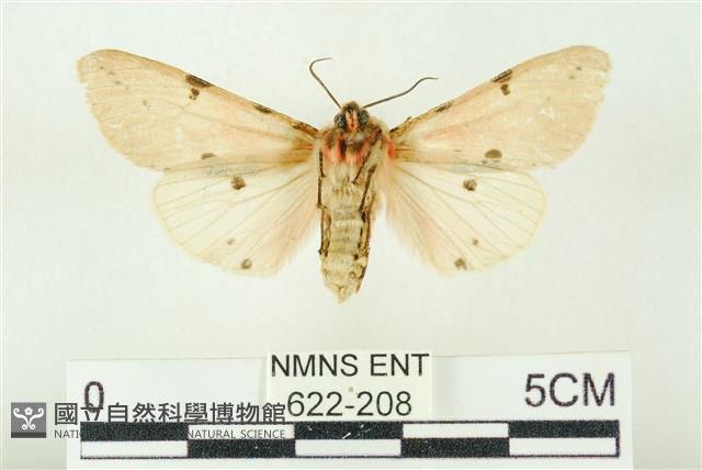 棍棒污燈蛾藏品圖，第2張