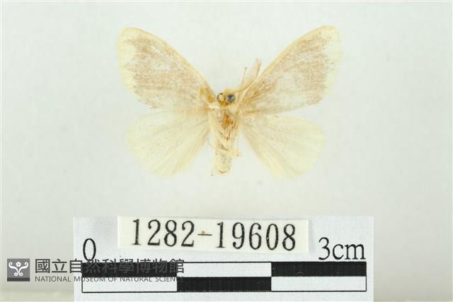 黑翅黃毒蛾藏品圖，第2張
