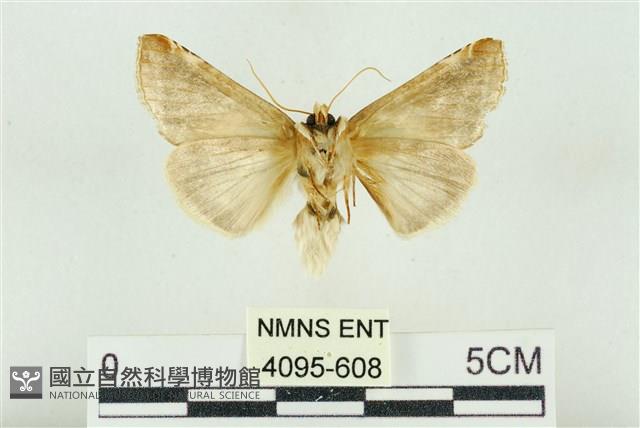 印華波紋蛾藏品圖，第2張