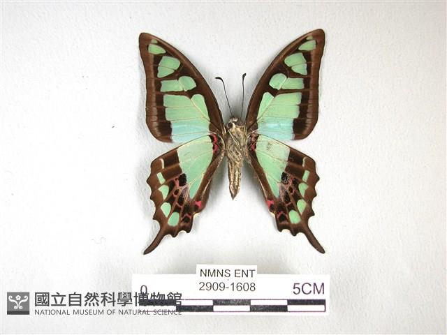 寬帶青鳳蝶藏品圖，第2張