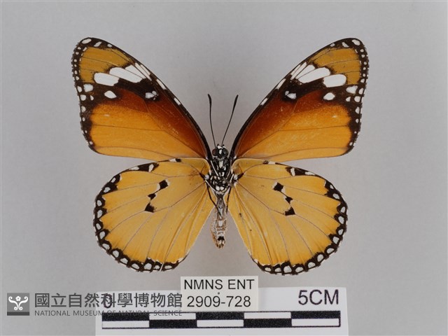 樺斑蝶藏品圖，第2張
