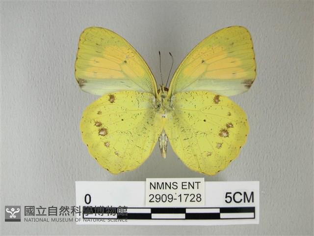 異粉蝶、雌白黃蝶藏品圖，第2張