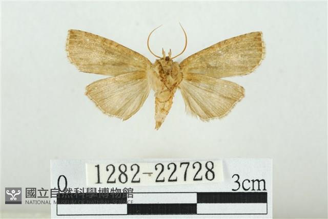 黑平波紋蛾藏品圖，第2張