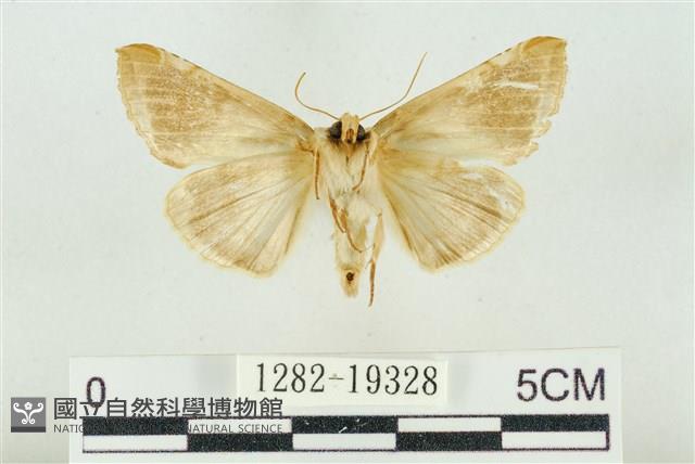 印華波紋蛾藏品圖，第2張