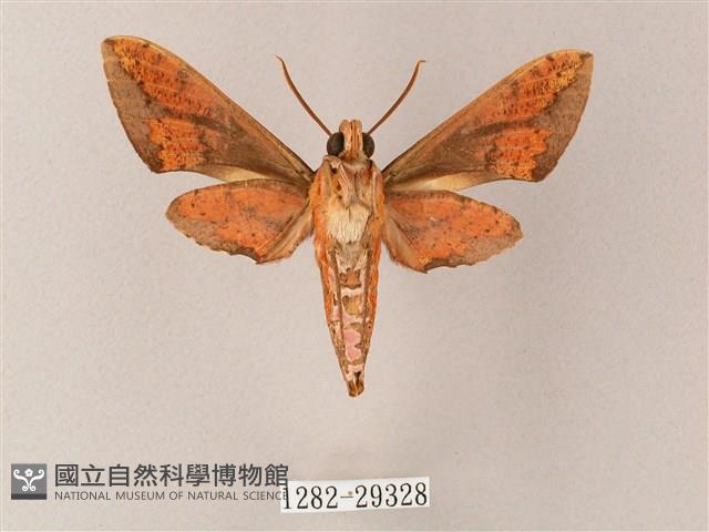 臺灣白肩天蛾藏品圖，第2張