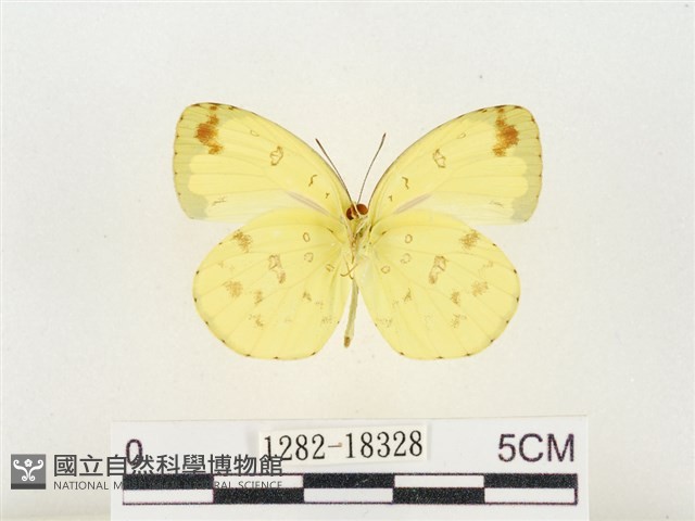 島嶼黃蝶、江崎黃蝶藏品圖，第2張