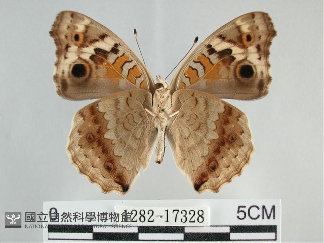 青眼蛺蝶、孔雀青蛺蝶藏品圖，第2張
