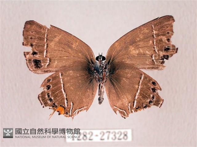 臺灣洒灰蝶藏品圖，第2張